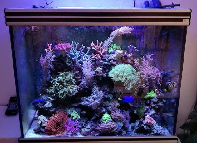 Aquarium moving service