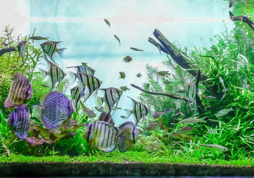 Aquarium moving